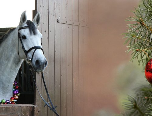 The Krohn stable wishes you a Merry Christmas and a happy, healthy Year 2026!