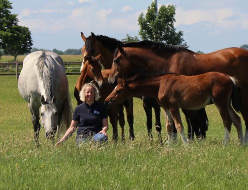 Abfohlsaison 2026 hat begonnen! – Geburtsmelder mit künstlicher Intelligenz (HORSE PROTECTOR)