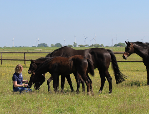 Foaling Season 2026 has begun! – birth alarms with artificial intelligence (HORSE PROTECTOR)