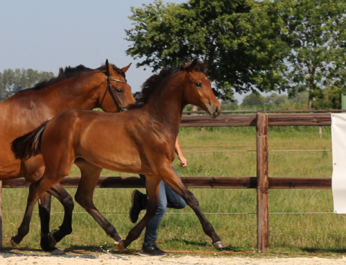 Weaners 2022 – Little foals become growing horses!
