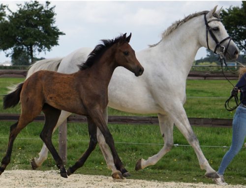Foal registration of the Holsteiner Verband on August 06, 2024 at 09.15 a.m.