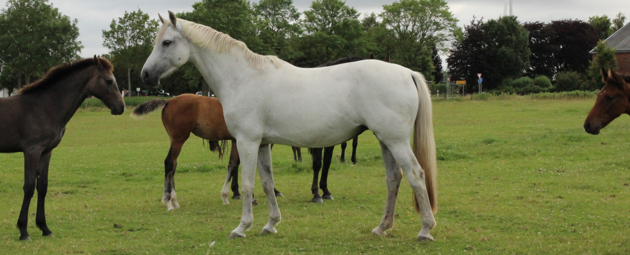 Herona SKH_Porträt_1