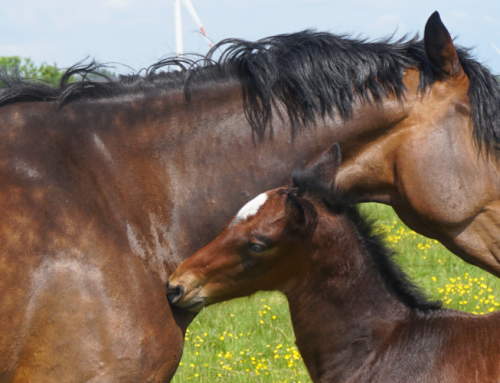 Absetzer 2025 – Aus kleinen Fohlen werden heranwachsende Pferde!